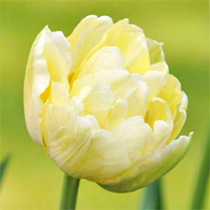 Тюльпан махровый Монте Свит (в упаковке - 3шт.)