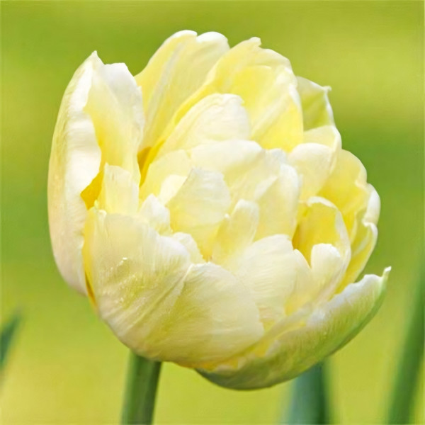 Луковицы Тюльпан махровый Монте Свит (в упаковке - 3шт.)