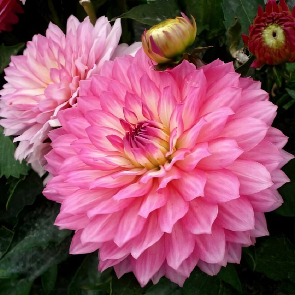 Саженцы Георгина гэллери Bellini (Беллини)