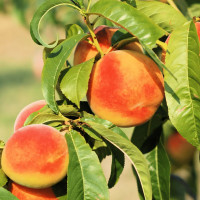 Саженцы Персик Биг Хани