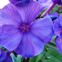 Саженцы Флокс метельчатый Тайна