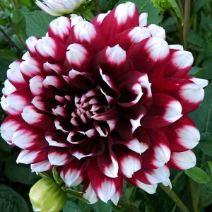 Саженцы Георгина декоративная макси Duet (Дуэт)