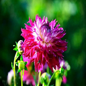 Саженцы Георгина Fantaste Du Cape