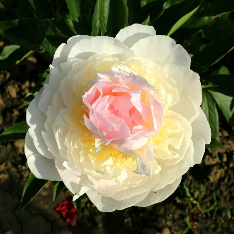 Саженцы Пион Blush Queen (Блаш Квин)