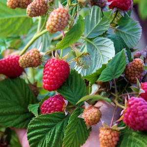 Саженцы Малиновое дерево Галактика