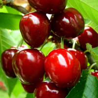 Саженцы Вишня Скороспелка