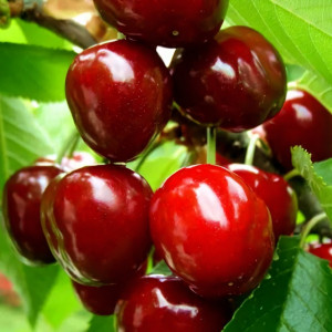 Саженцы Вишня Скороспелка