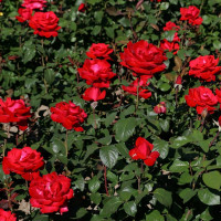 Саженцы Роза чайно-гибридная Гранд Аморе
