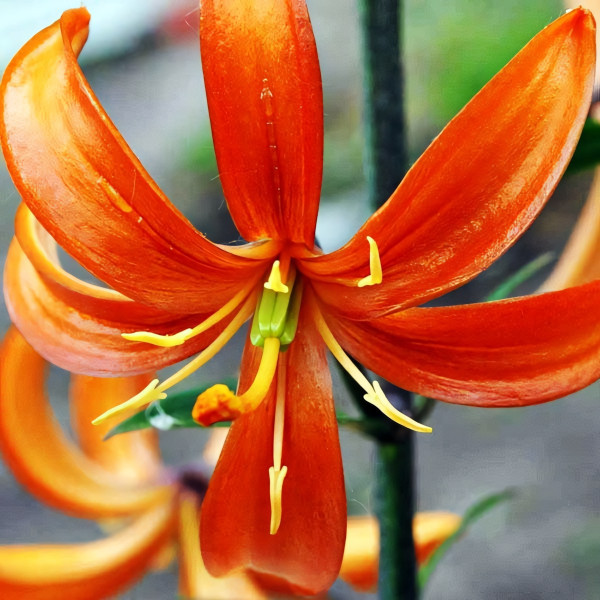 Луковицы  Лилия Orange Marmelade (Оранж Мармелад) (3шт.)