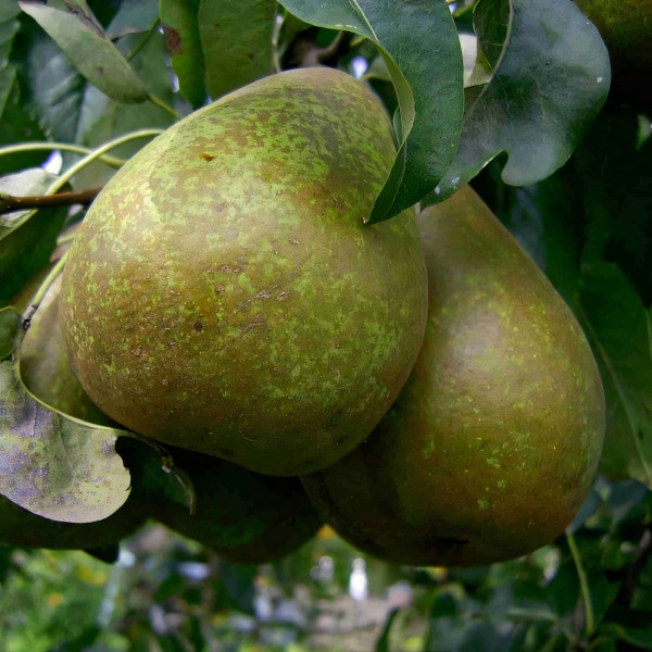 Саженцы Груша Бере Наполеон