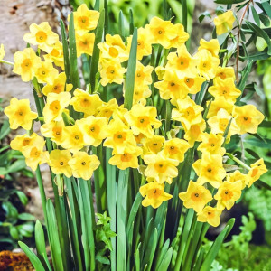 Нарцисс мини Голден Доун (в упаковке - 3шт.)