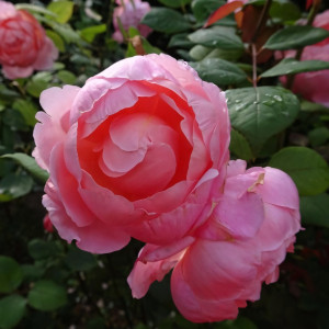 Саженцы Роза английская Бразе Кадфаэль