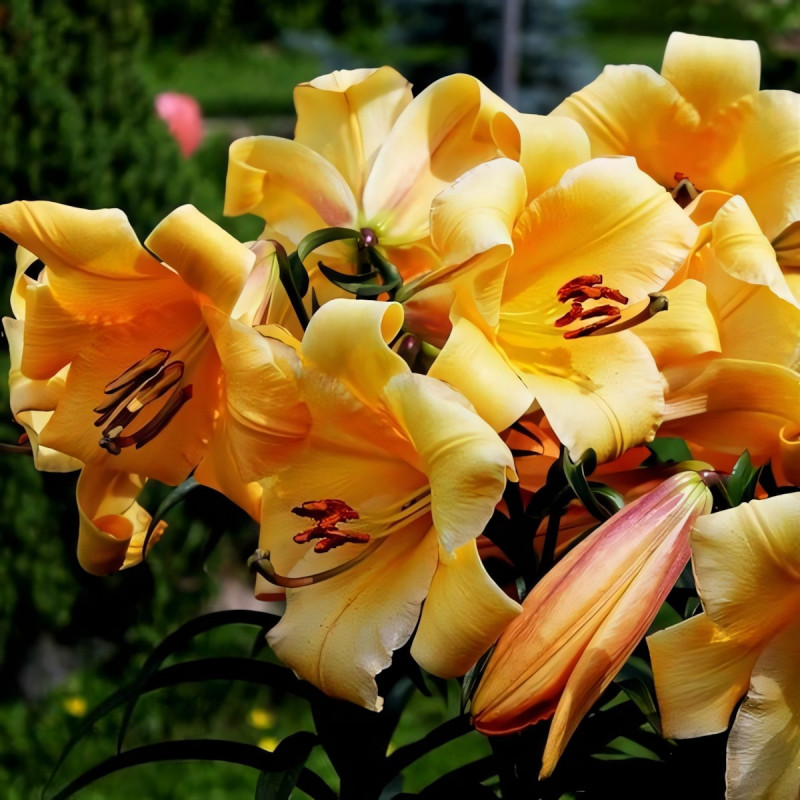 Луковицы Саженцы Лилия ОТ гибрид Saltarello (Салтарелло) (3шт.)