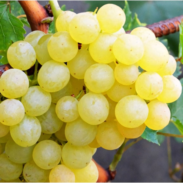 Саженцы Виноград кишмиш Белое пламя