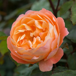 Саженцы Роза английская Леди Эмма Гамильтон