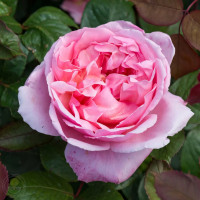 Саженцы Роза английская Бразе Кадфаэль