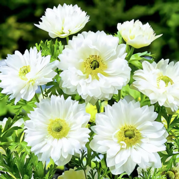 Анемона махровая Маунт Эверест