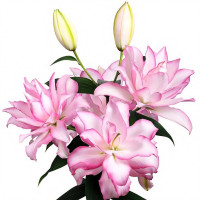 Луковицы  Лилия махровая восточная Roselily Anoushka (Розели Аннушка) (3шт.)