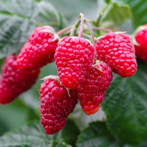 Саженцы Малина красная Патриция