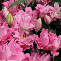 Луковицы  Лилия махровая восточная Dreamline (Дримлайн) (3шт.)