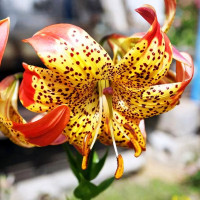 Луковицы  Лилия Fusion (Фьюжн) (3шт.)