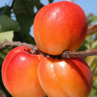Саженцы Абрикос Пинкот