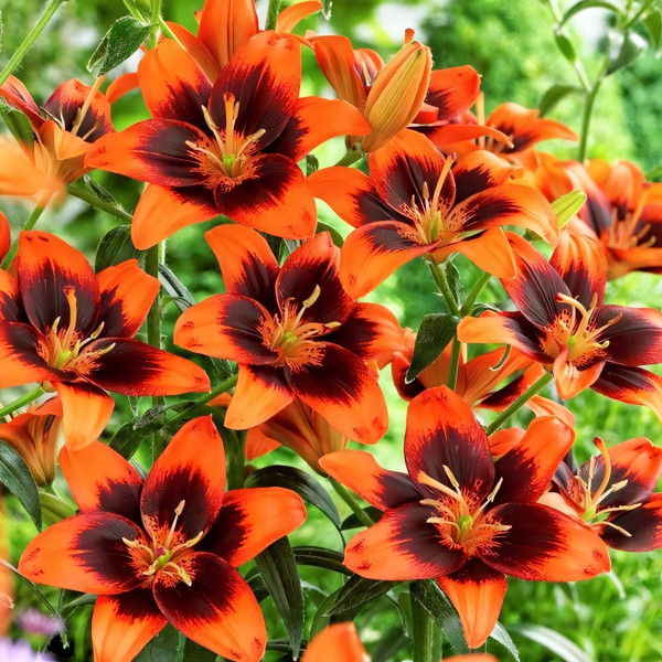 Луковицы  Лилия азиатская Easy Samba (Изи Самба) (3шт.)