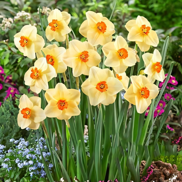 Луковицы Нарцисс мелкокорончатый Альтруист (в упаковке - 3шт.)