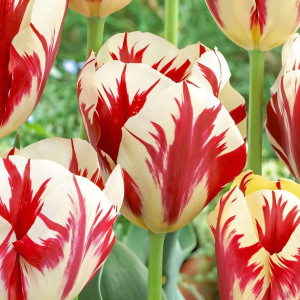 Тюльпан Триумф Гранд Перфекшн (в упаковке - 3шт.)