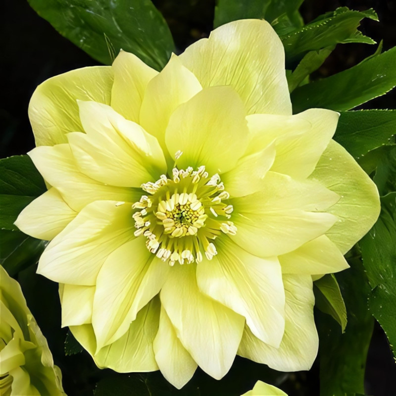 Саженец Морозник Голден Дискавери .