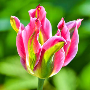 Тюльпан зеленоцветный Виричик (в упаковке - 3шт.)