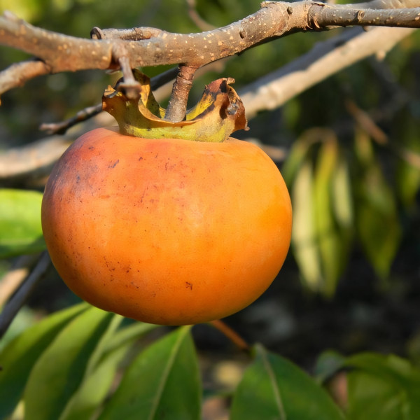 Саженцы Хурма Россиянка