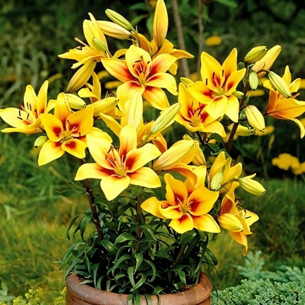 Луковицы  Лилия биколор азиатская Grand Cru (Гранд Крю) (3шт.)