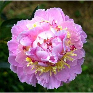 Саженцы Пион Lavon (Лавон)