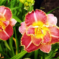 Саженцы Лилейник Unlock the Stars (Анлок Зе Старз)