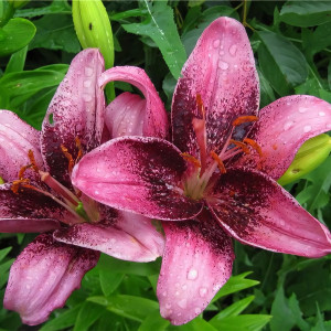  Лилия азиатская Purple Eye (Пурпл Ай)