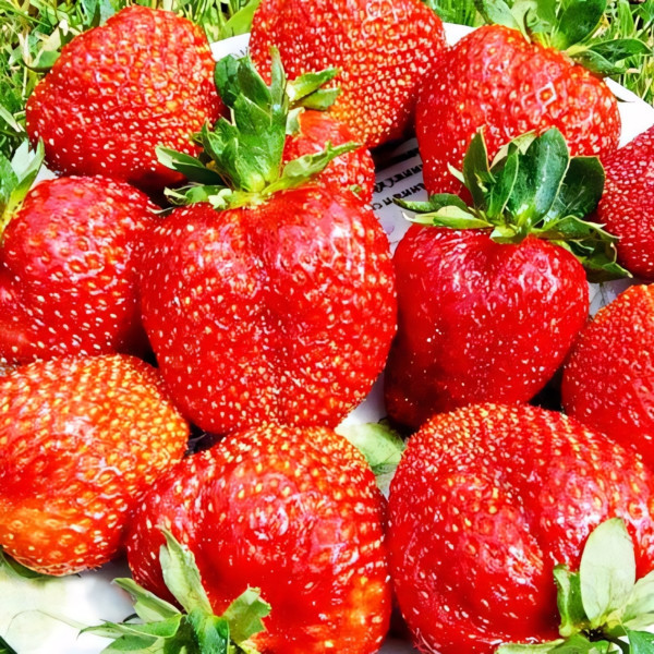 Клубника (крупноплодная) Скала 5 шт. в упаковке