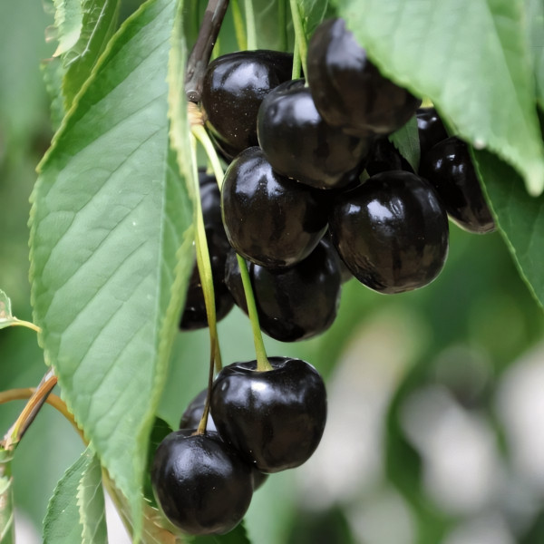 Саженцы Черешня Россошанская черная