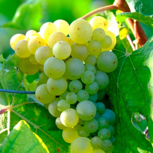 Саженцы Виноград Цветочный