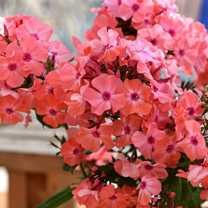 Саженцы Флокс метельчатый Золотая Русь