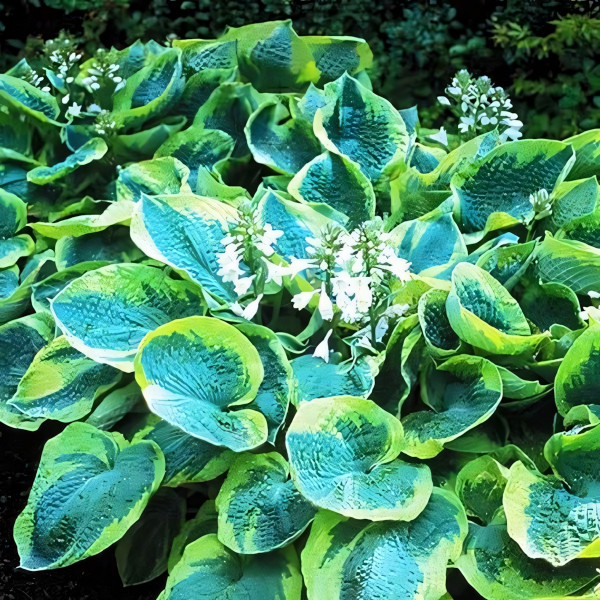 Саженцы Хоста зибольда Frances Williams (Франсес Вильямс) L