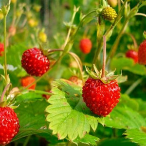 Клубника  Анита  (упаковка 5 шт.)