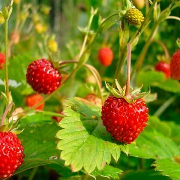 Саженцы Земляника Анита  (упаковка 5 шт.)