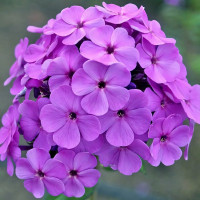 Саженцы Флокс Cool Best (Кул Бэст)