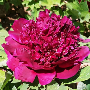 Саженцы Пион Фуксия