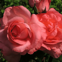 Саженцы Роза чайно-гибридная Аахенер Дом