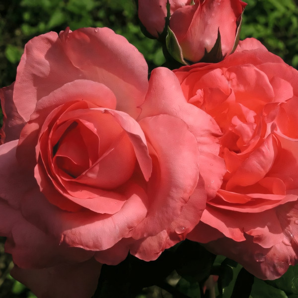 Саженцы Роза чайно-гибридная Аахенер Дом