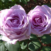 Саженцы Роза чайно-гибридная Майнцер Фастнахт