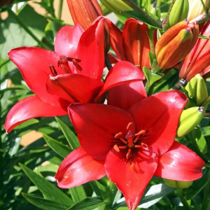  Лилия ЛА гибрид Original Love (Ориджинал Лав)