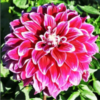 Саженцы Георгина макси Uncle B (Анкл Би)